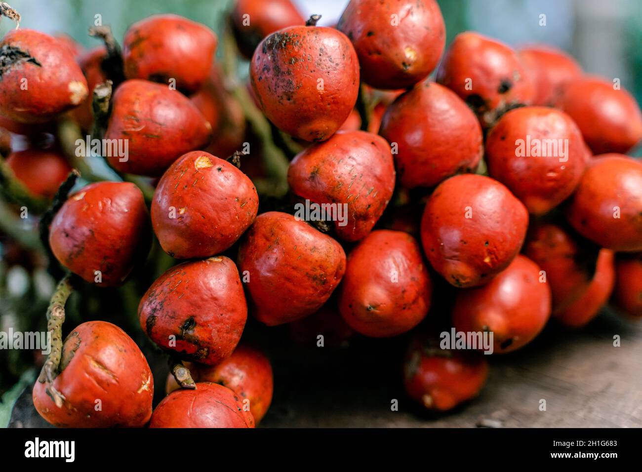 Raw fruits of a peach palm; cultivated plant in Ecuador Stock Photo