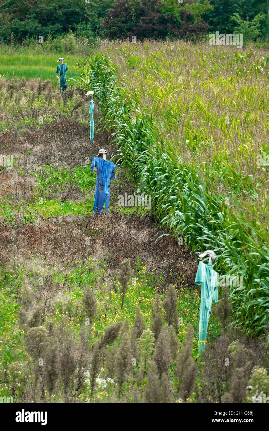 Four real scarecrows (not decoration) in front of a lush green cornfield in Germany Stock Photo