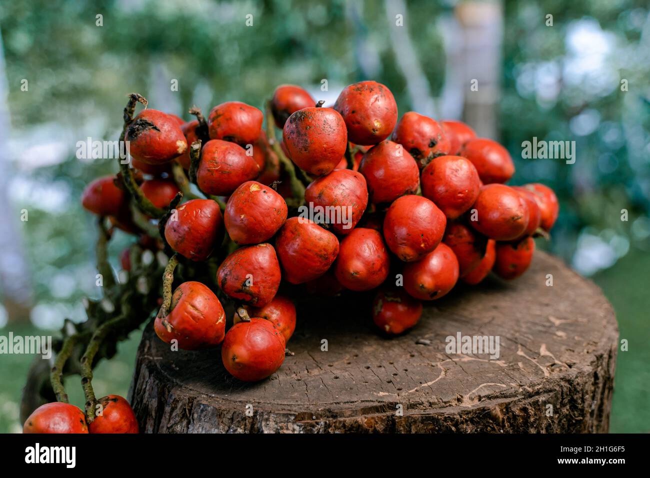 Fruits of chontaduro arranged on a tree stump Stock Photo