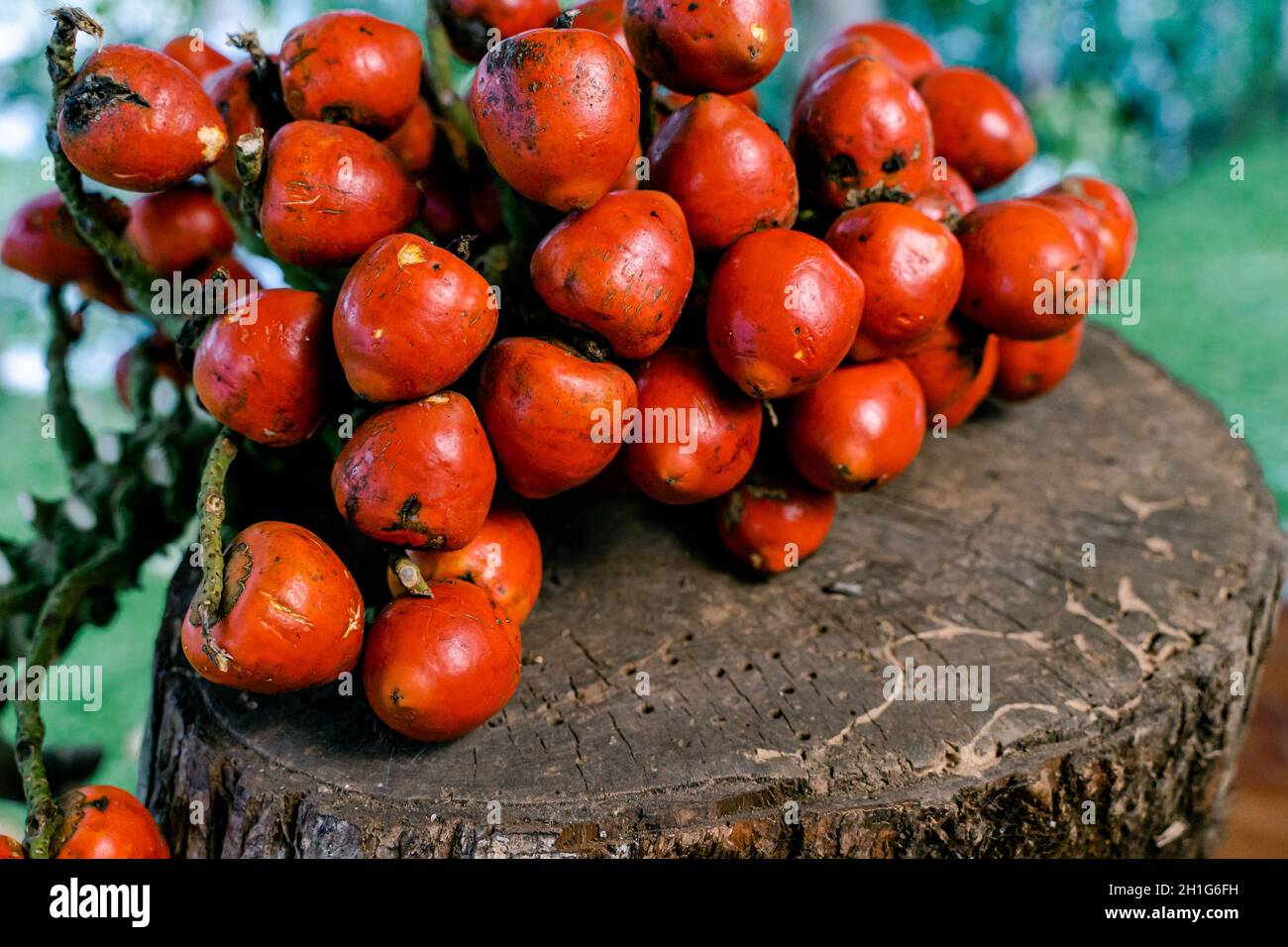 Fruits of chontaduro on a dry tree stump Stock Photo