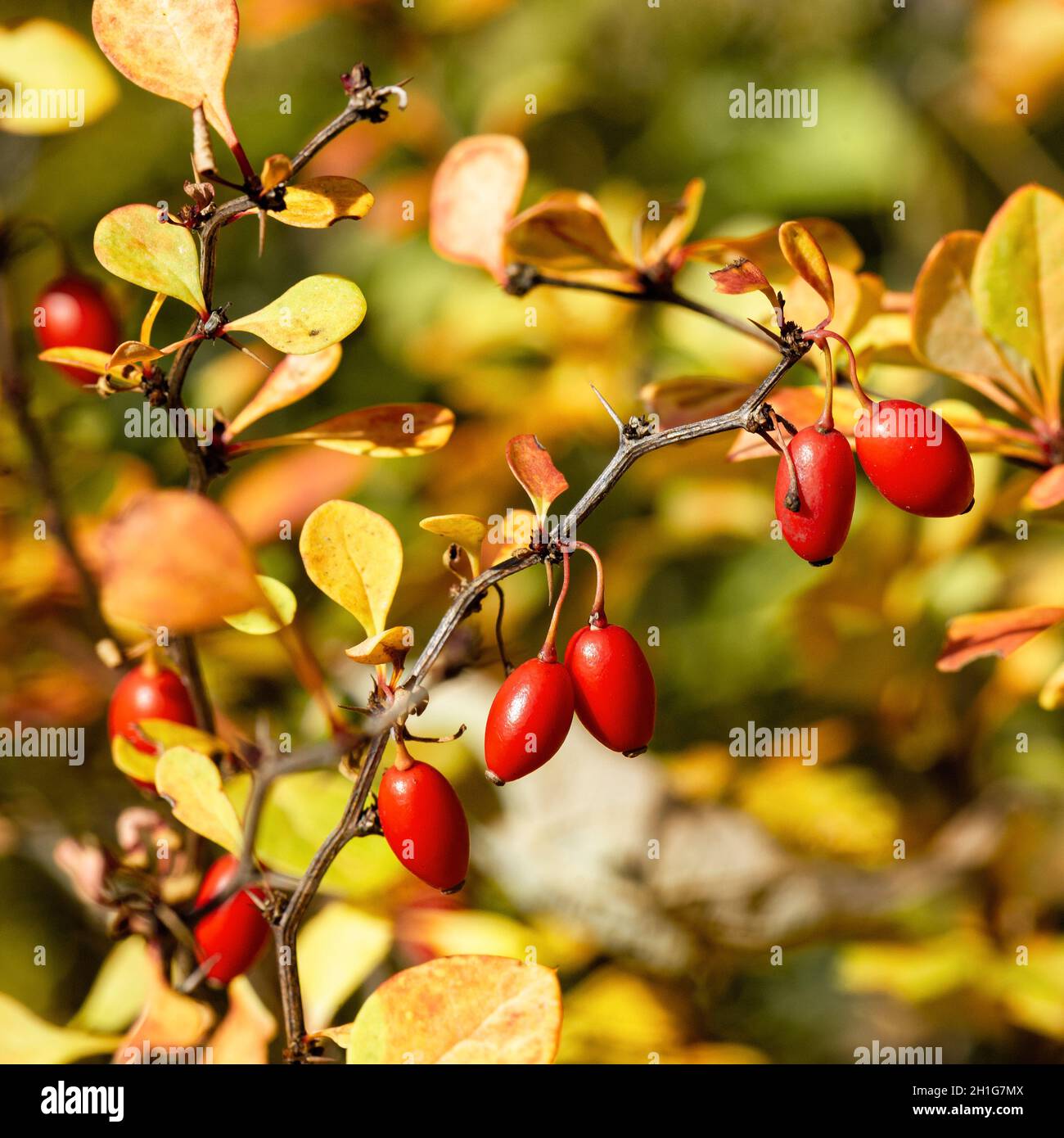 Ripe and red barberries Berberis thunbergii Atropurpurea in the autumn shrubs with fruits closeup Stock Photo