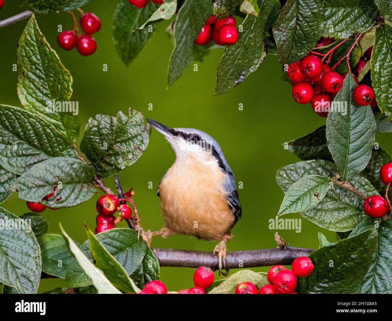 European nuthatch amongst red cotoneaster berries in autumn in mid Wales Stock Photo