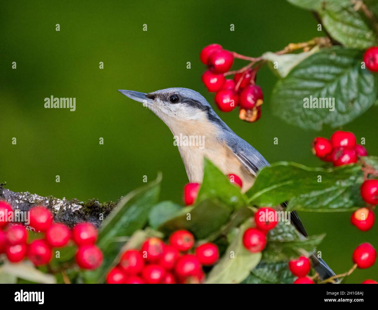 European nuthatch amongst red cotoneaster berries in autumn in mid Wales Stock Photo
