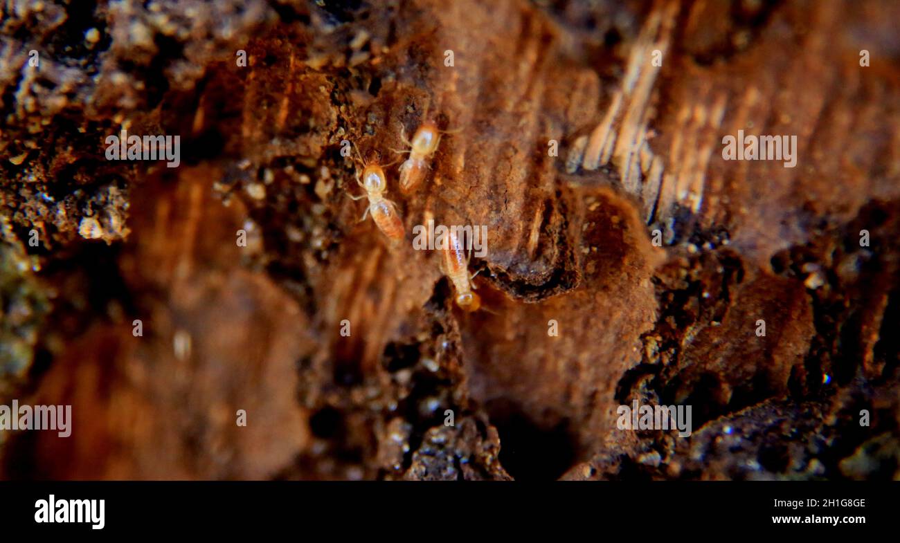 salvador, bahia / brazil - september 21, 2015: termites are seen in a wood colony in the city of Salvador. *** Local Caption *** JOA SOUZA salvador - Stock Photo