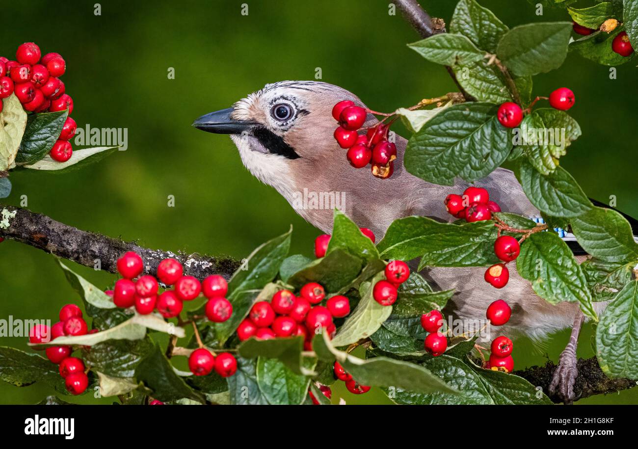 Aberystwyth, Ceredigion, Wales, UK. 18th Oct, 2021. A eurasian jay (Garrulus glandarius) is foraging for food in a cotoneaster tree laden with red berries.Credit: Phil Jones/Alamy Live News Stock Photo