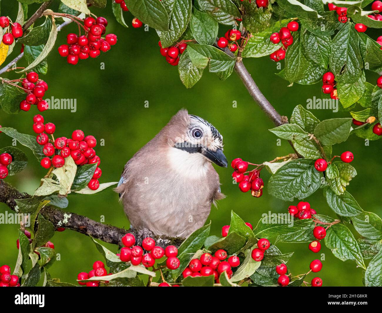 Aberystwyth, Ceredigion, Wales, UK. 18th Oct, 2021. A eurasian jay (Garrulus glandarius) is foraging for food in a cotoneaster tree laden with red berries.Credit: Phil Jones/Alamy Live News Stock Photo