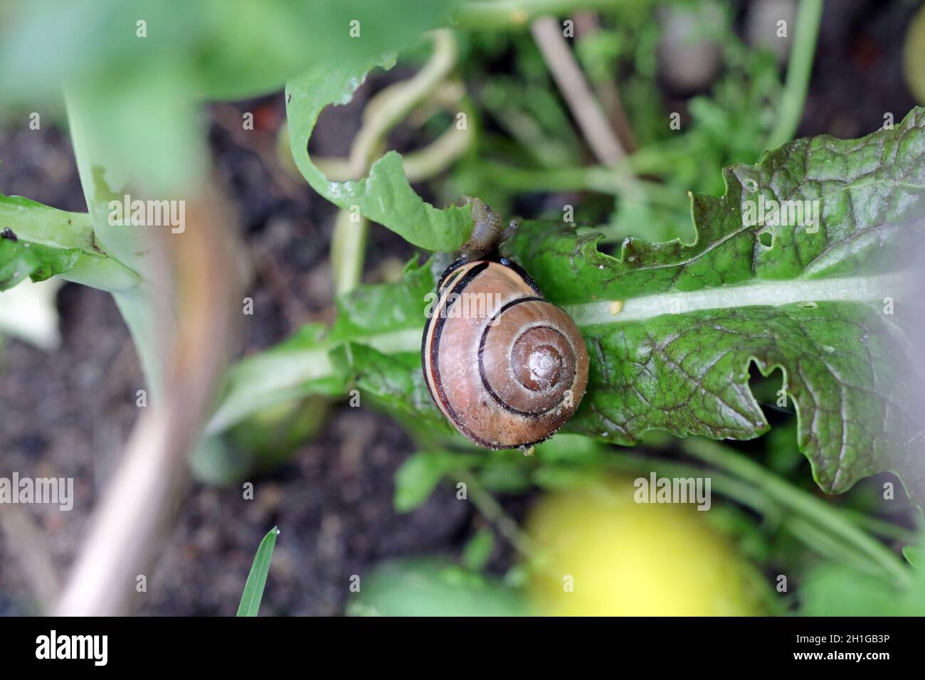 snail eating lettuce in the vegetable garden Stock Photo Alamy