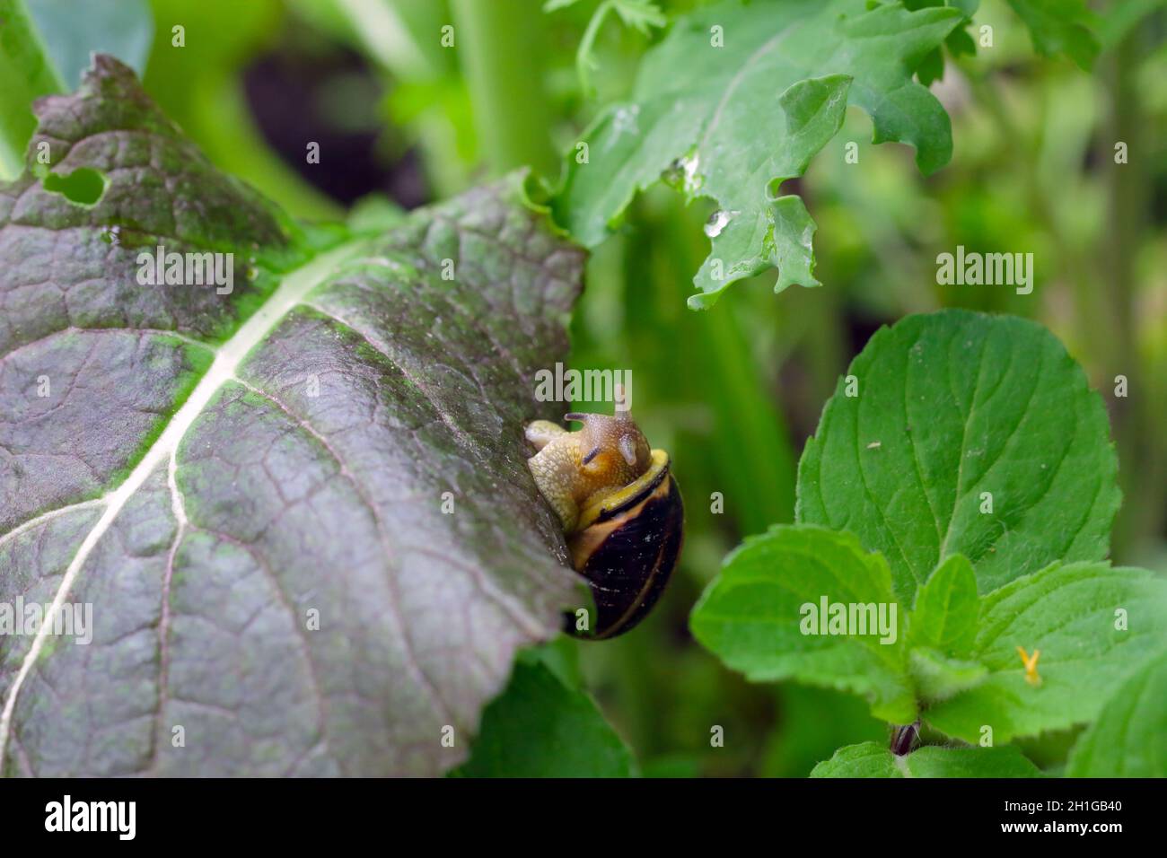 snail eating lettuce in the vegetable garden Stock Photo Alamy