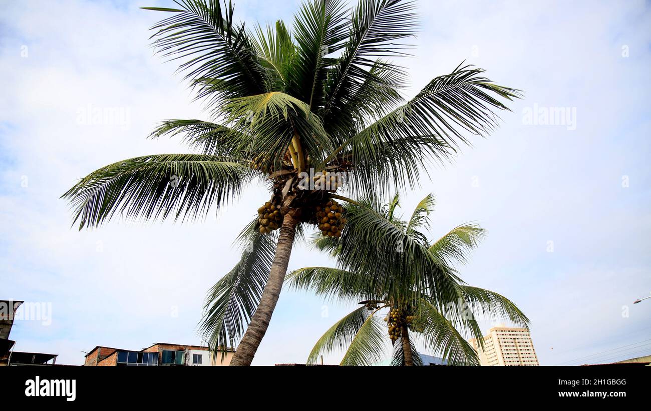 salvador, bahia / brazil - july 10, 2020: coconut tree is seen in the city of Salvador. Stock Photo