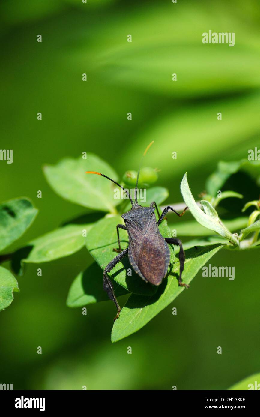 Assassin Bug Stock Photo