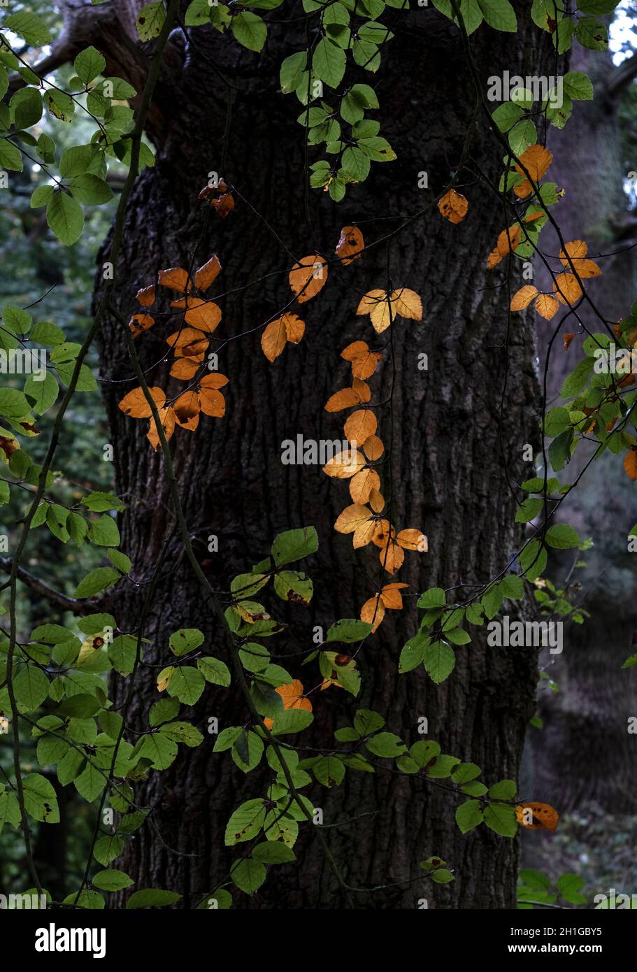 Signs of autumn start to colour the leaves  on a Beech tree in a Worcestershire wood, UK. Stock Photo