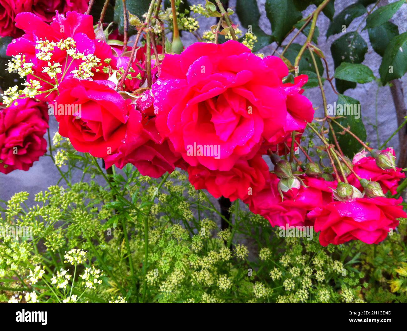 Colorful flower of a garden plant Stock Photo - Alamy