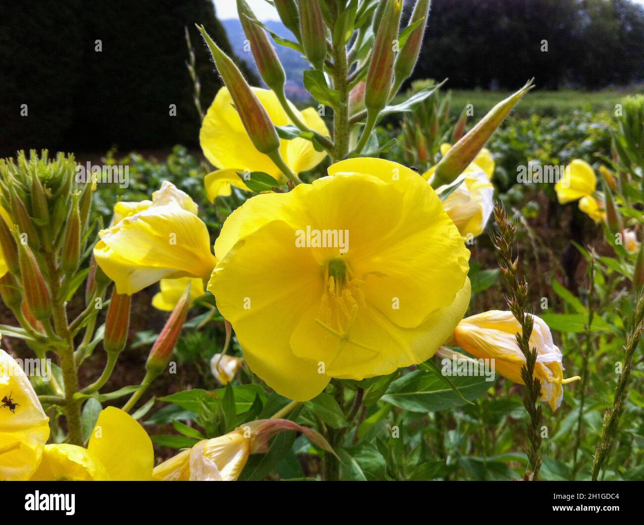 Colorful flower of a garden plant Stock Photo - Alamy