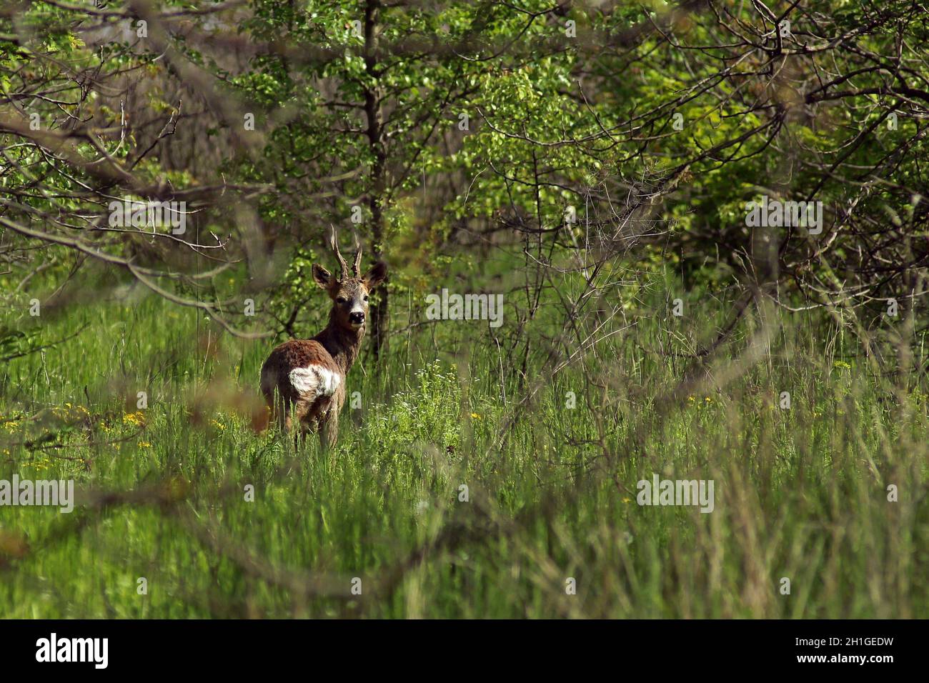 A young roe deer with antlers in the spring forest. Capreolus capreolus. Stock Photo
