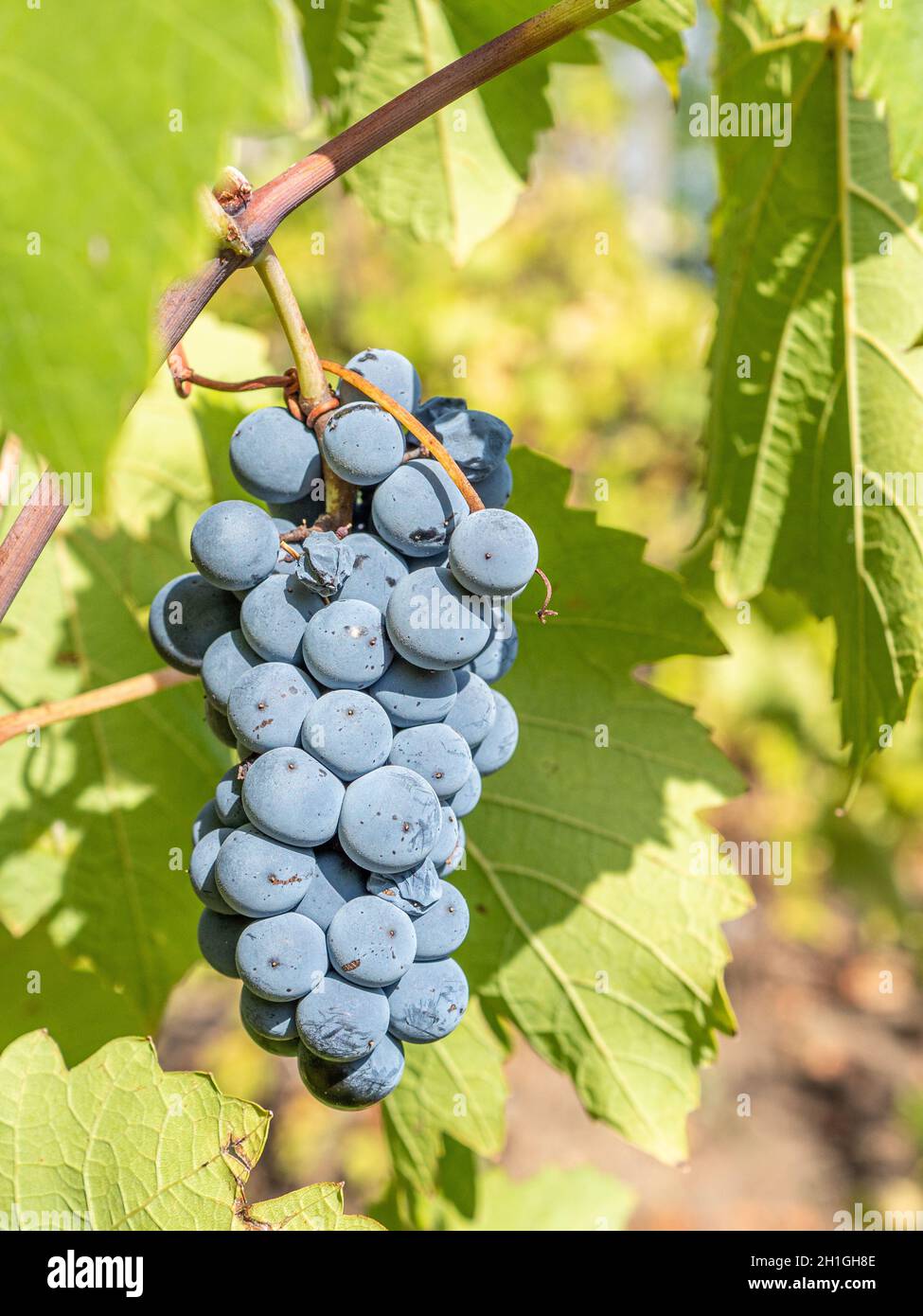 Grapes in the garden Stock Photo - Alamy