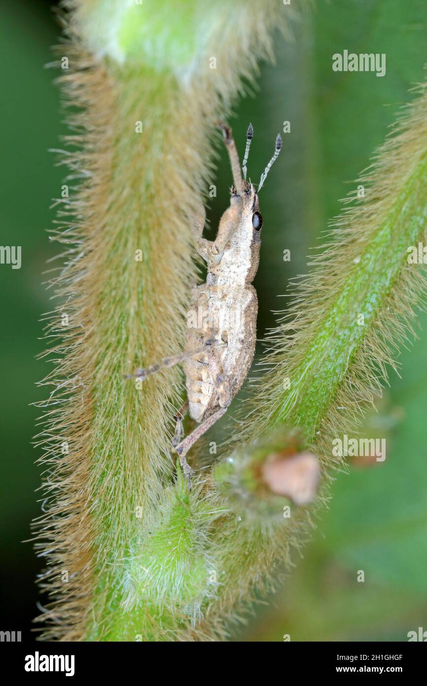 Sitona griseus is a species of weevil Curculionidae, pest of lupines
