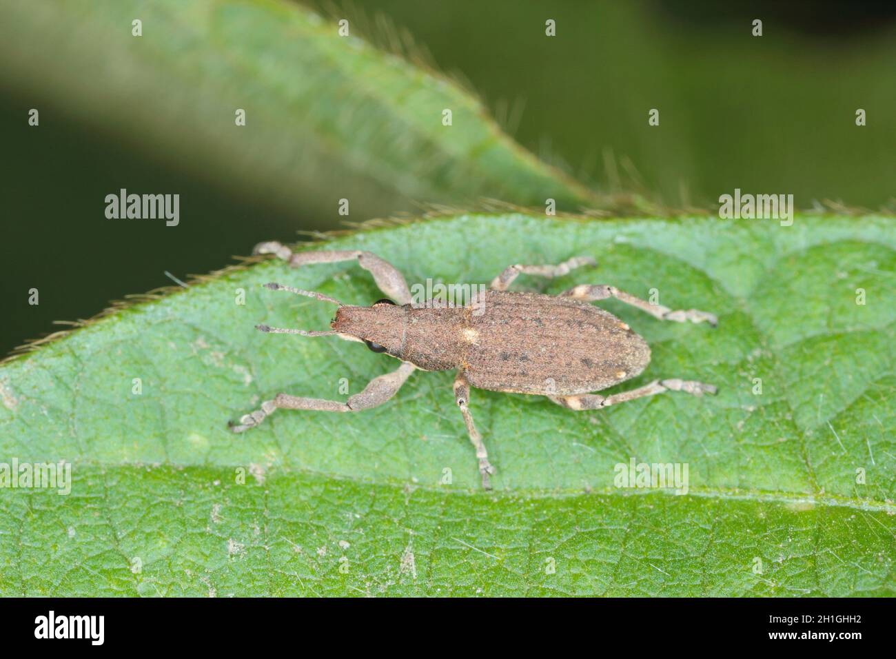 Sitona griseus is a species of weevil Curculionidae, pest of lupines