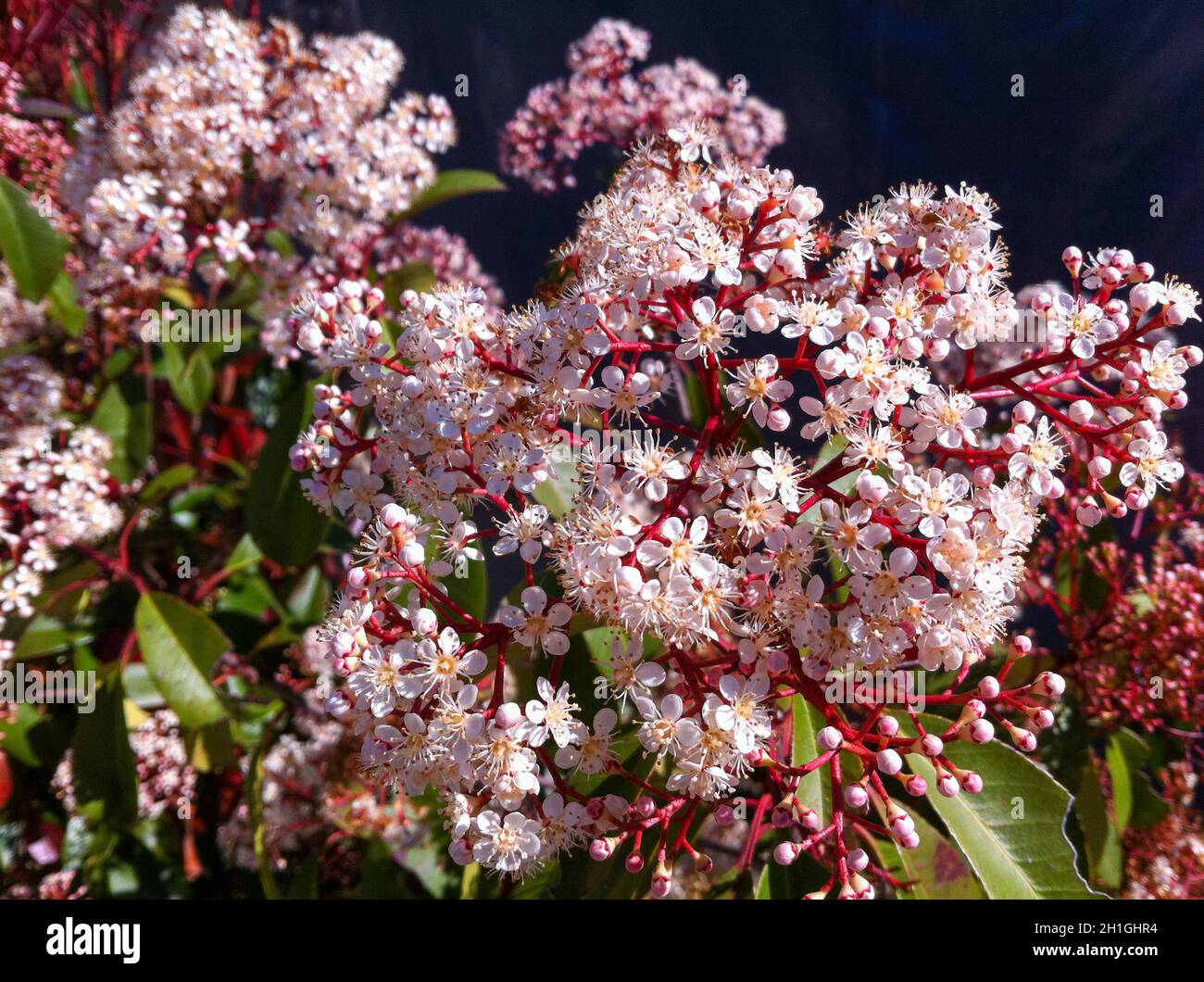 Colorful flower of a garden plant Stock Photo - Alamy