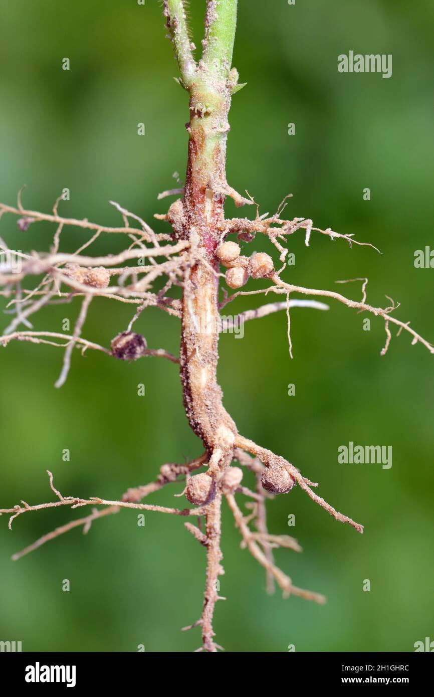 Nodules of soybean roots. Atmospheric nitrogen-fixing bacteria live inside Stock Photo