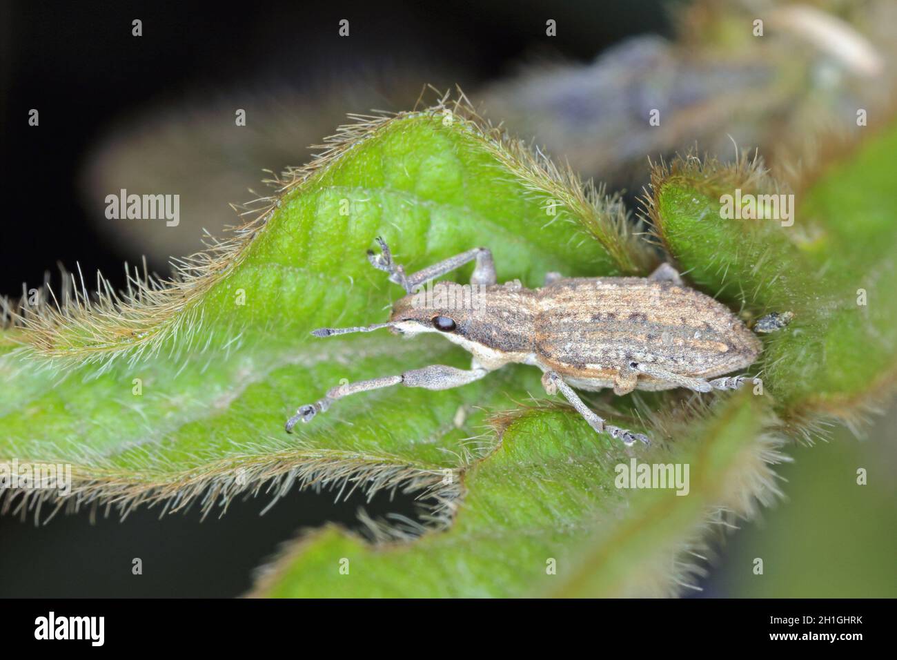 Sitona griseus is a species of weevil Curculionidae, pest of lupines