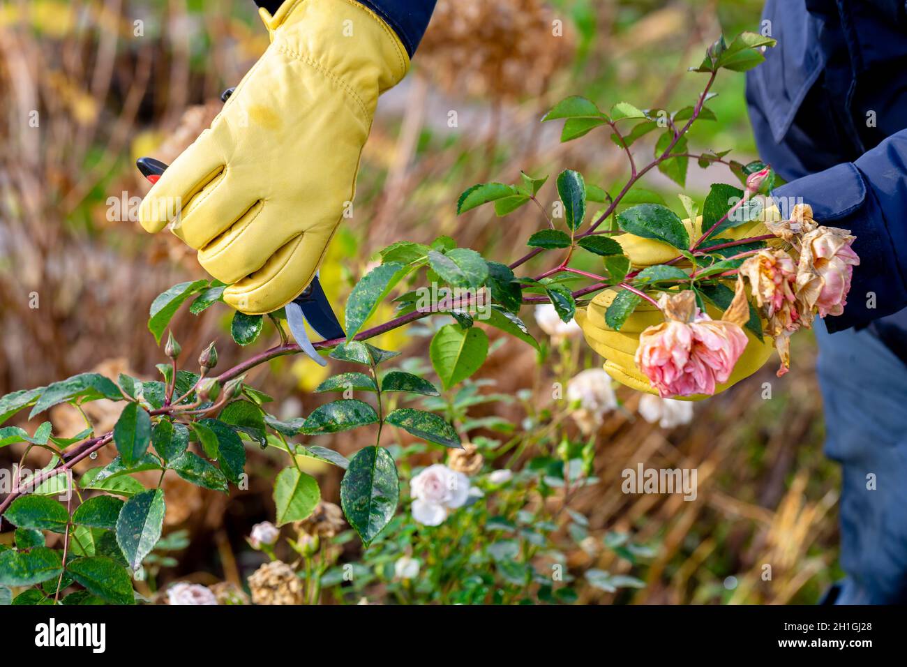 Pruning rose bushes in the fall. Garden work. The pruner in the hands