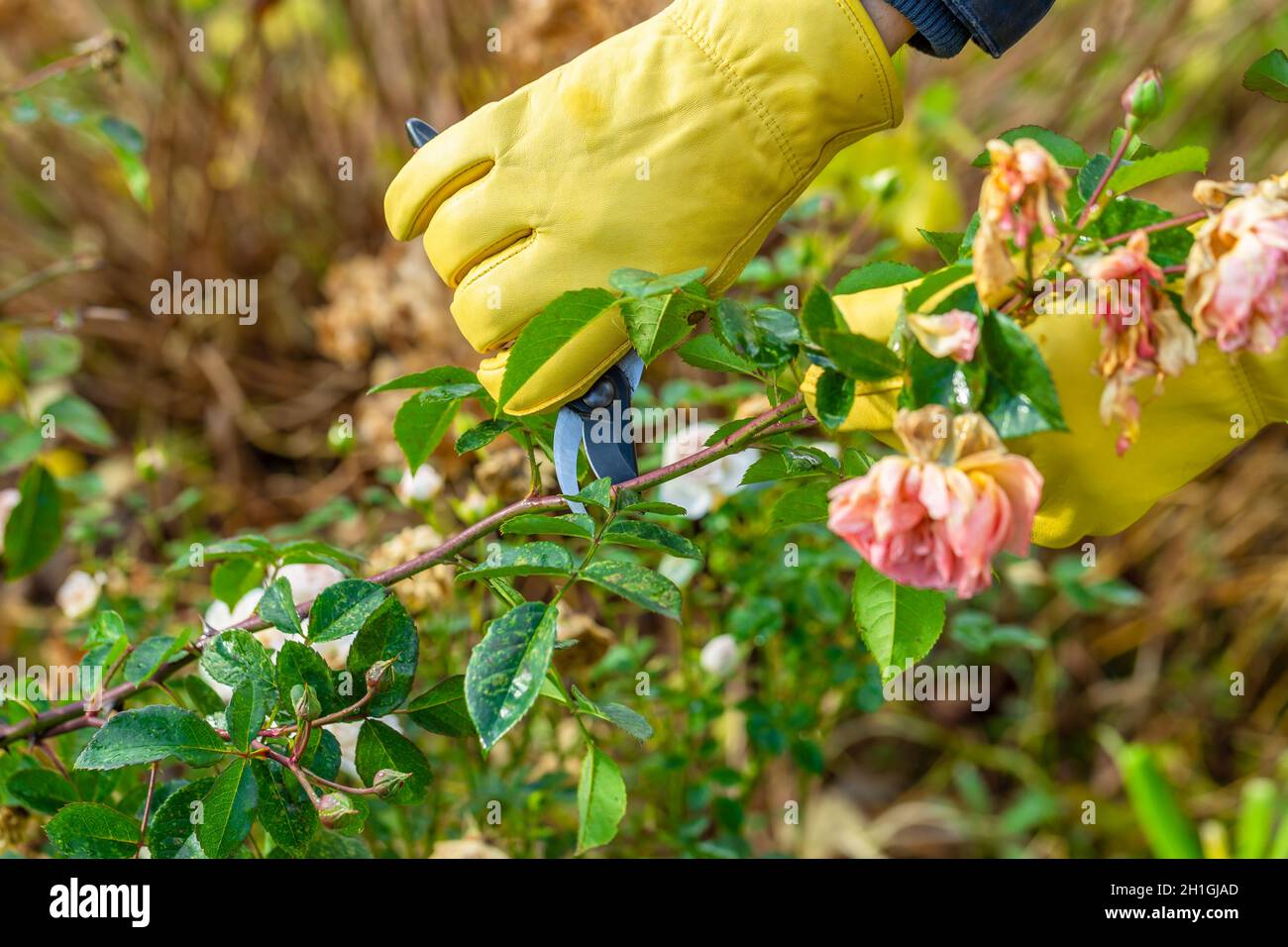 Pruning rose bushes in the fall. Garden work. The pruner in the hands