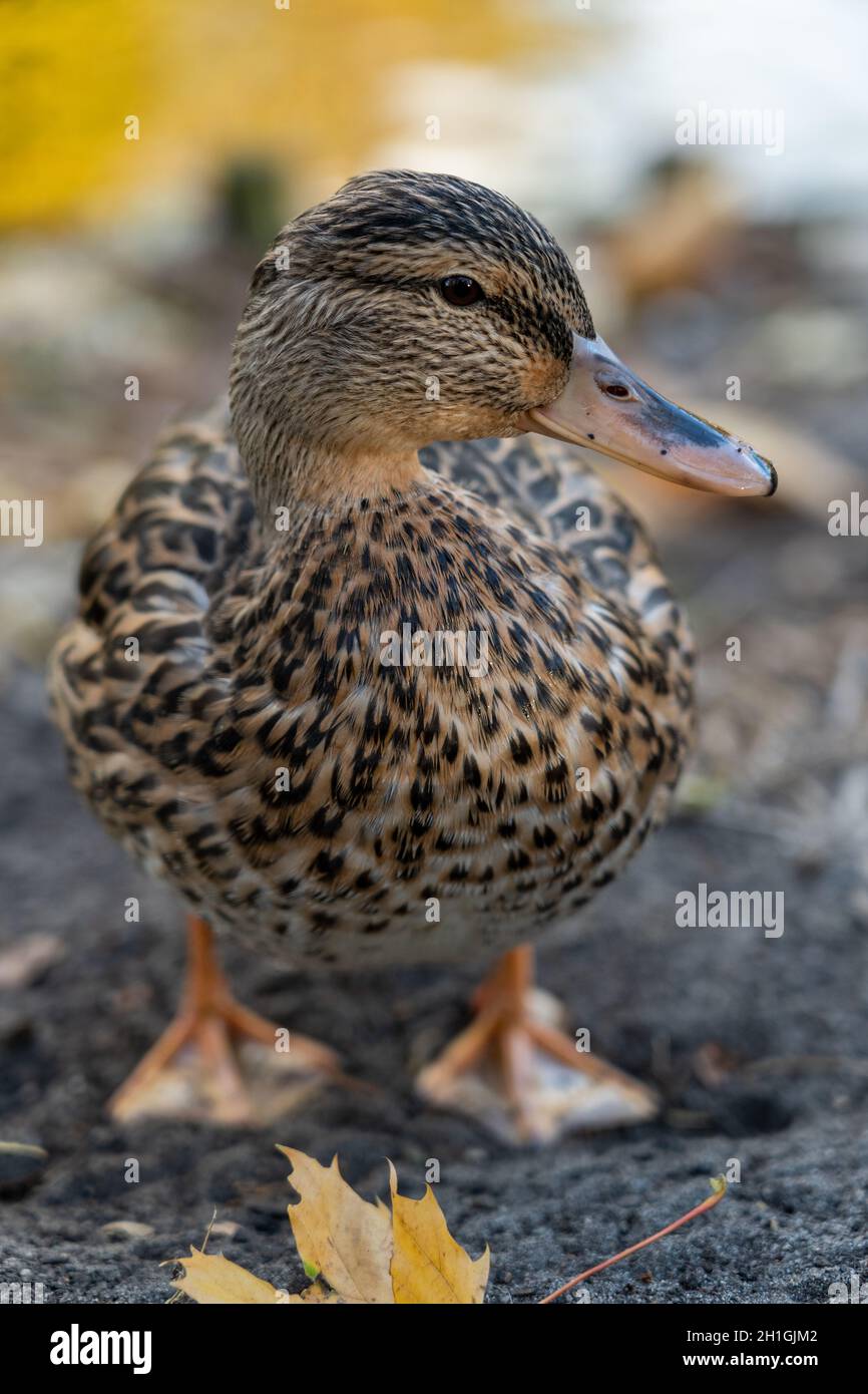 duck in Łazienki Park (Warsaw, Poland) Stock Photo