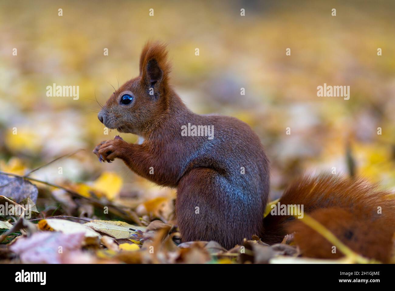 Squirrel in Łazienki Park (Warsaw, Poland) Stock Photo