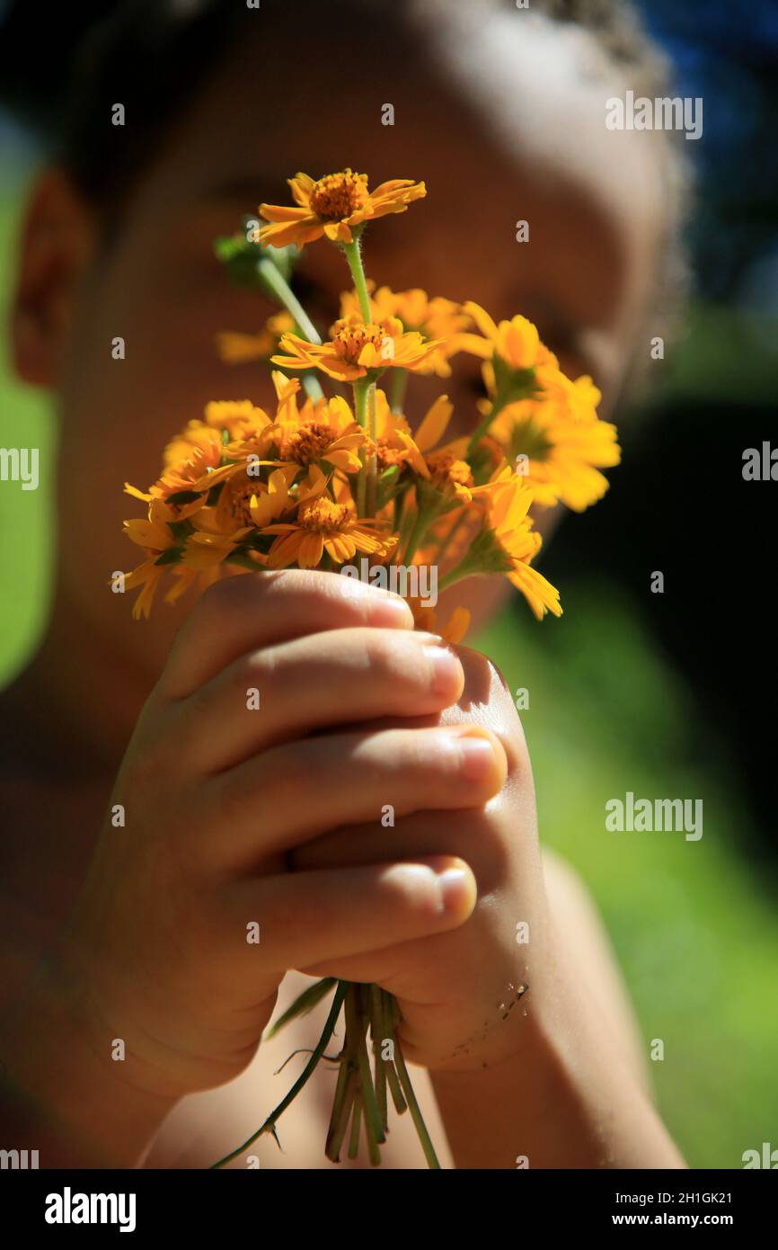 salvador, bahia / brazil july 29, 2020 safe child blooms in a garden in the city of Salvador