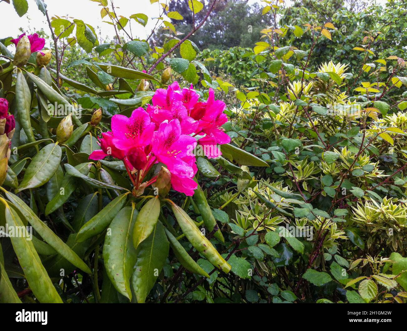 Colorful flower of a garden plant Stock Photo - Alamy