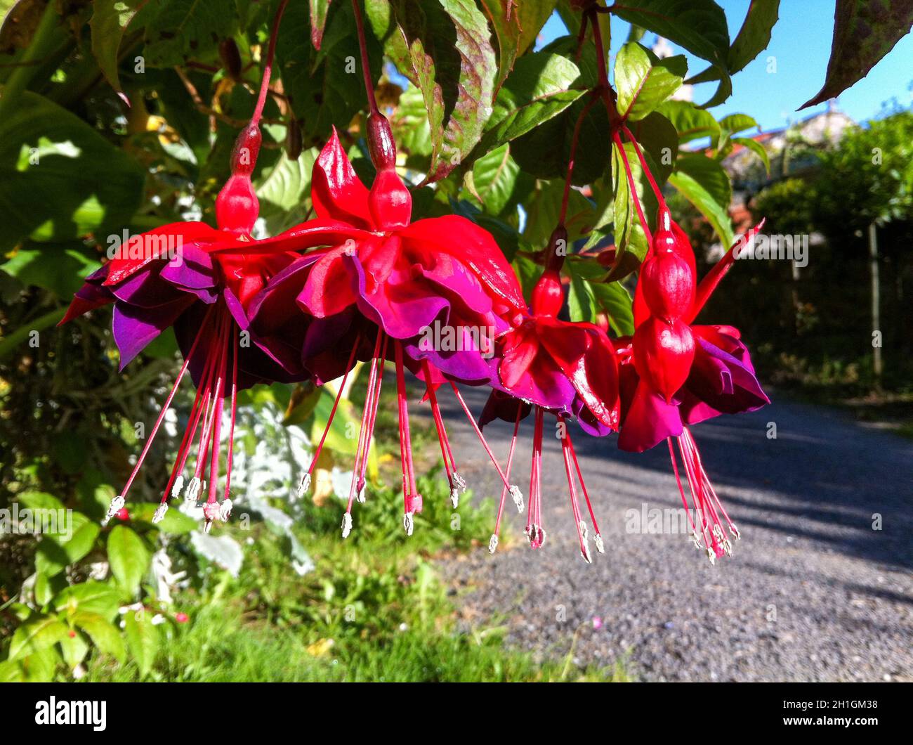 Colorful flower of a garden plant Stock Photo - Alamy