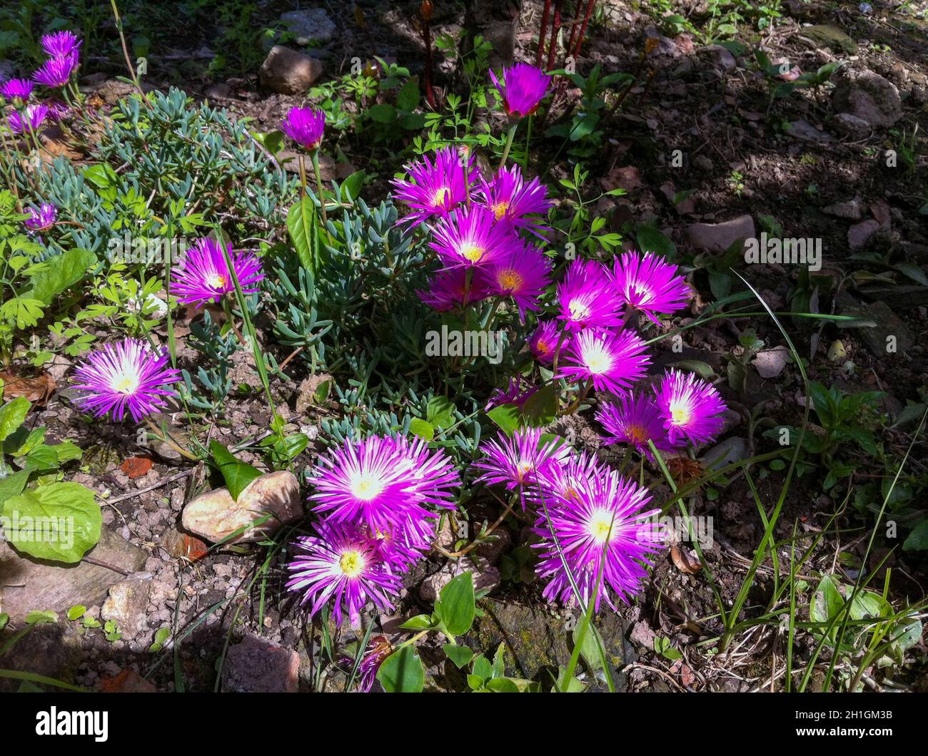 Colorful flower of a garden plant Stock Photo - Alamy