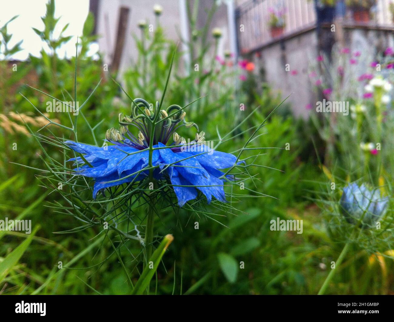 Colorful flower of a garden plant Stock Photo - Alamy