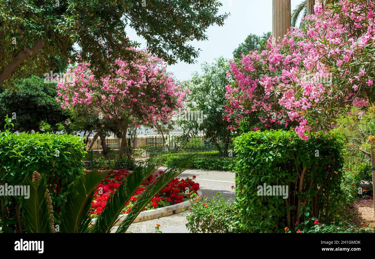 Nerium oleander trees covered with vibrant pink flowers and a red flowerbed in the park in the Lower Barrakka Gardens in Valletta, Malta. Stock Photo