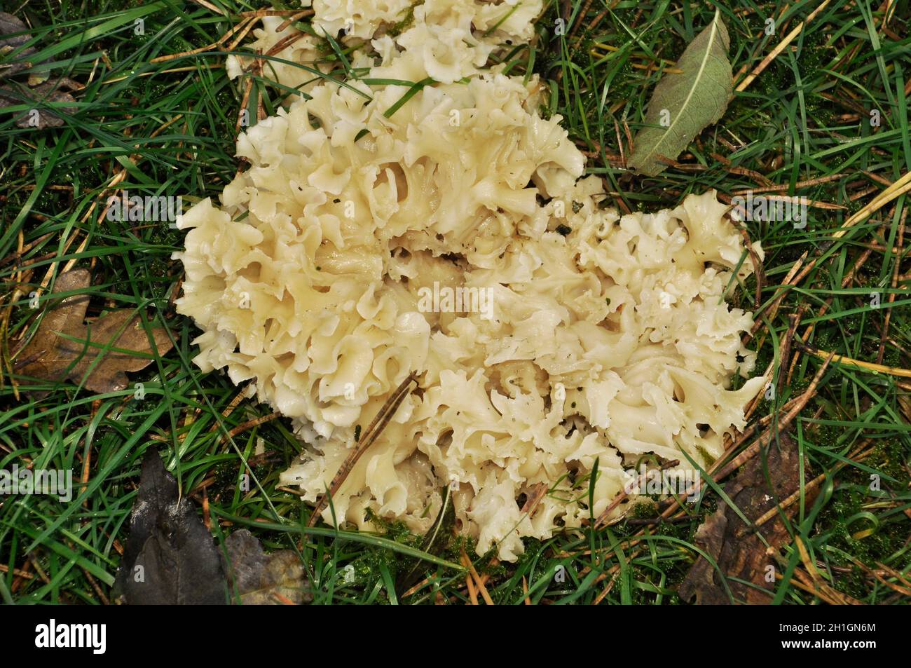 Cauliflower fungus,'Sparassis Crispa', Found in coniferous woodlands,Longleat, Wiltshire,UK Stock Photo
