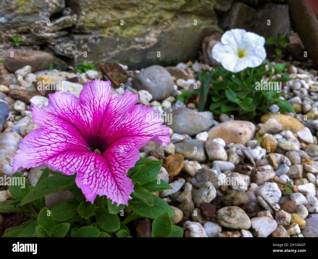 Colorful flower of a garden plant Stock Photo - Alamy