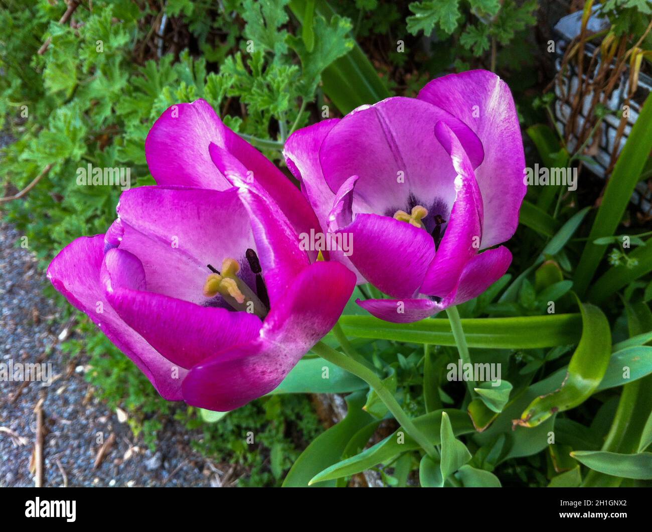 Colorful flower of a garden plant Stock Photo - Alamy