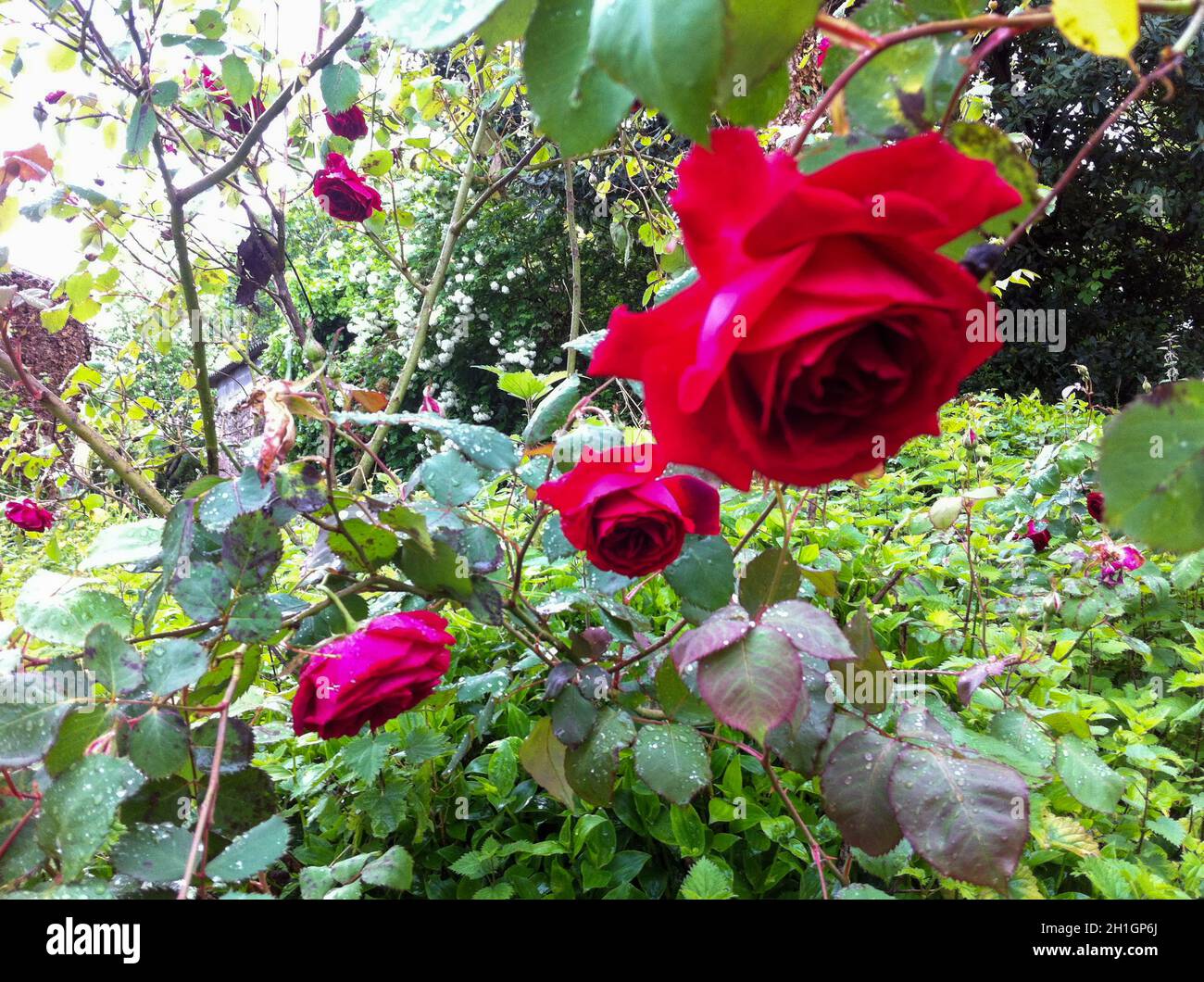 Colorful flower of a garden plant Stock Photo - Alamy
