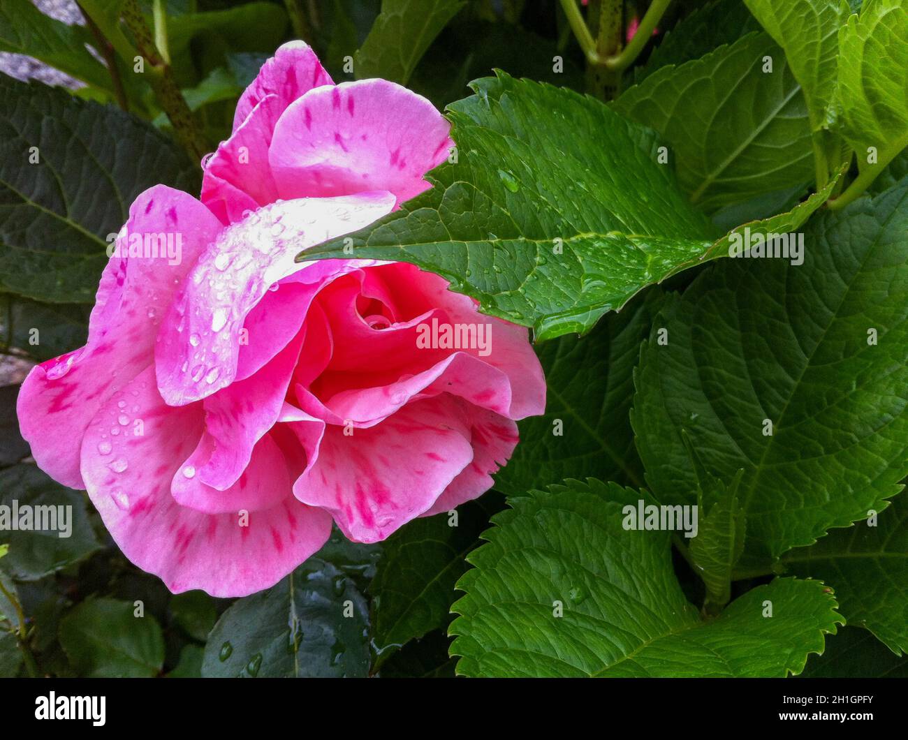 Colorful flower of a garden plant Stock Photo - Alamy