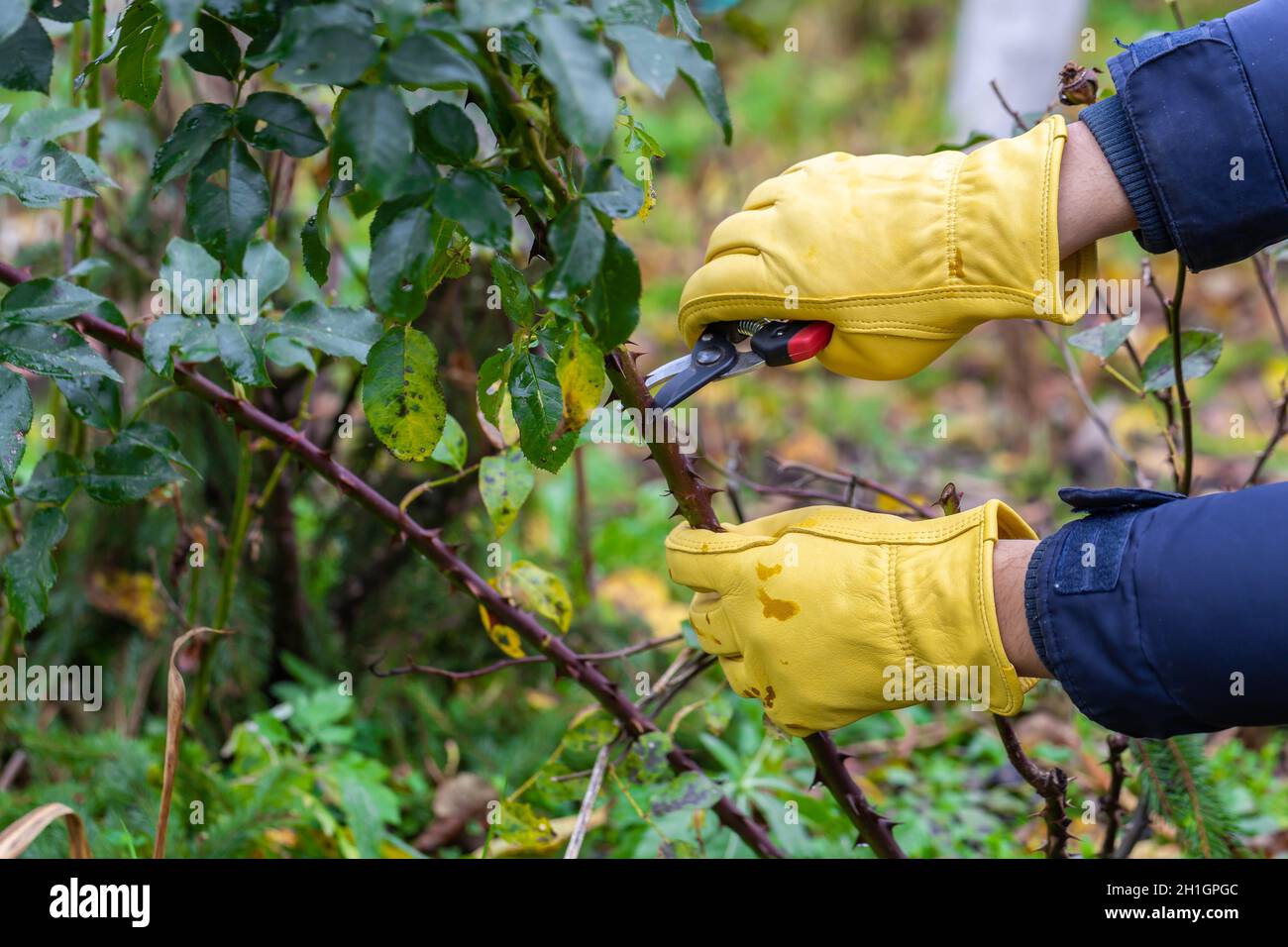Pruning rose bushes in the fall. Garden work. The pruner in the hands