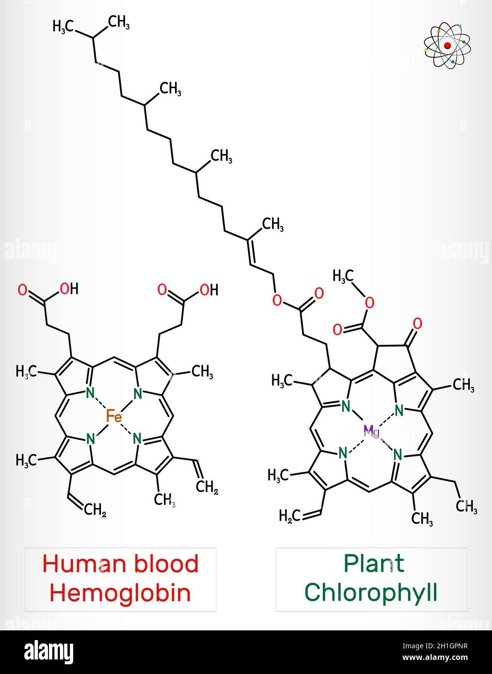 Plant Chlorophyll and human blood Hemoglobin (Heme B, haem B) molecule. Skeletal chemical formula.  Vector illustration Stock Vector
