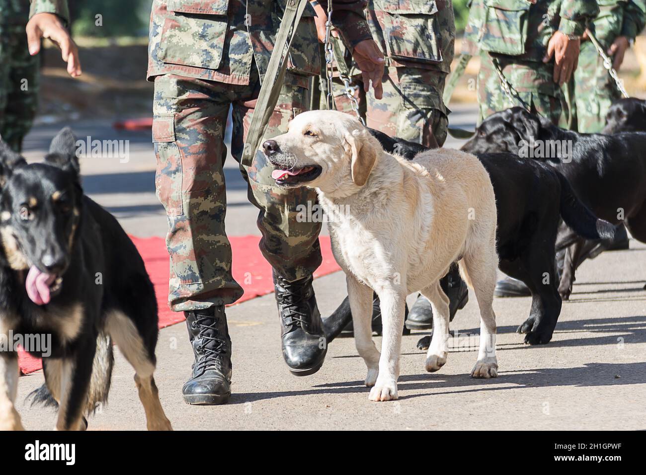 Army dogs hi-res stock photography and images - Alamy
