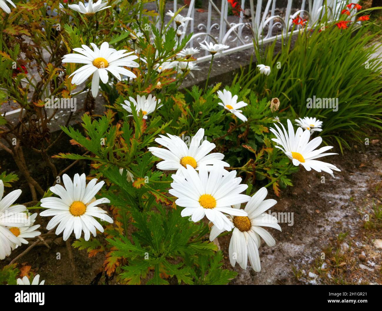 Colorful flower of a garden plant Stock Photo - Alamy