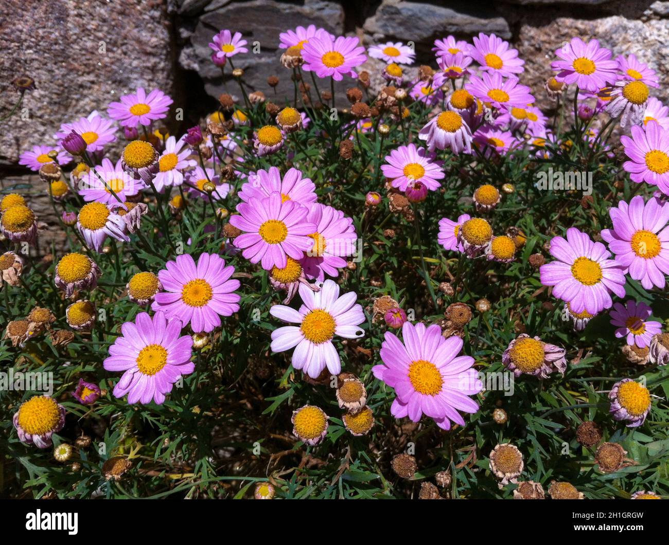 Colorful flower of a garden plant Stock Photo - Alamy