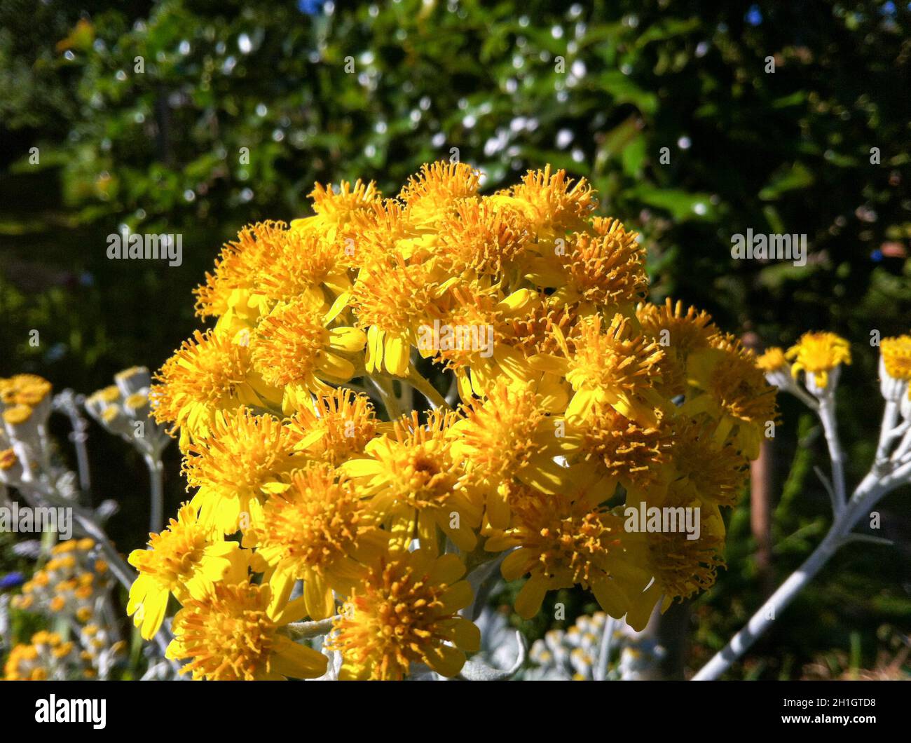 Colorful flower of a garden plant Stock Photo - Alamy