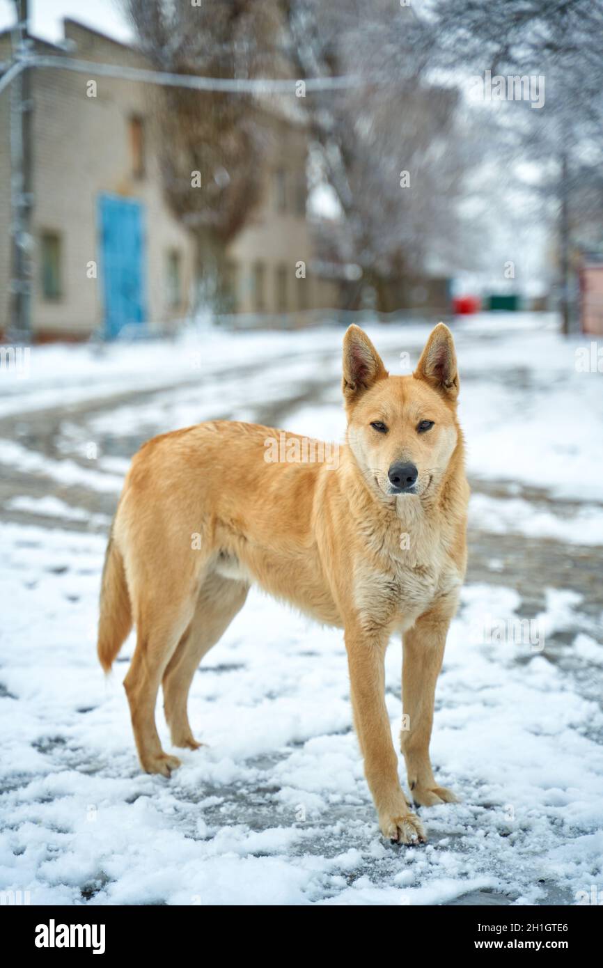 Portrait of a stray dog on a snowy street. A tough winter season for stray animals Stock Photo - Alamy Portrait of a stray dog on a snowy street. A tough winter season for stray animals Stock Photo - Alamy