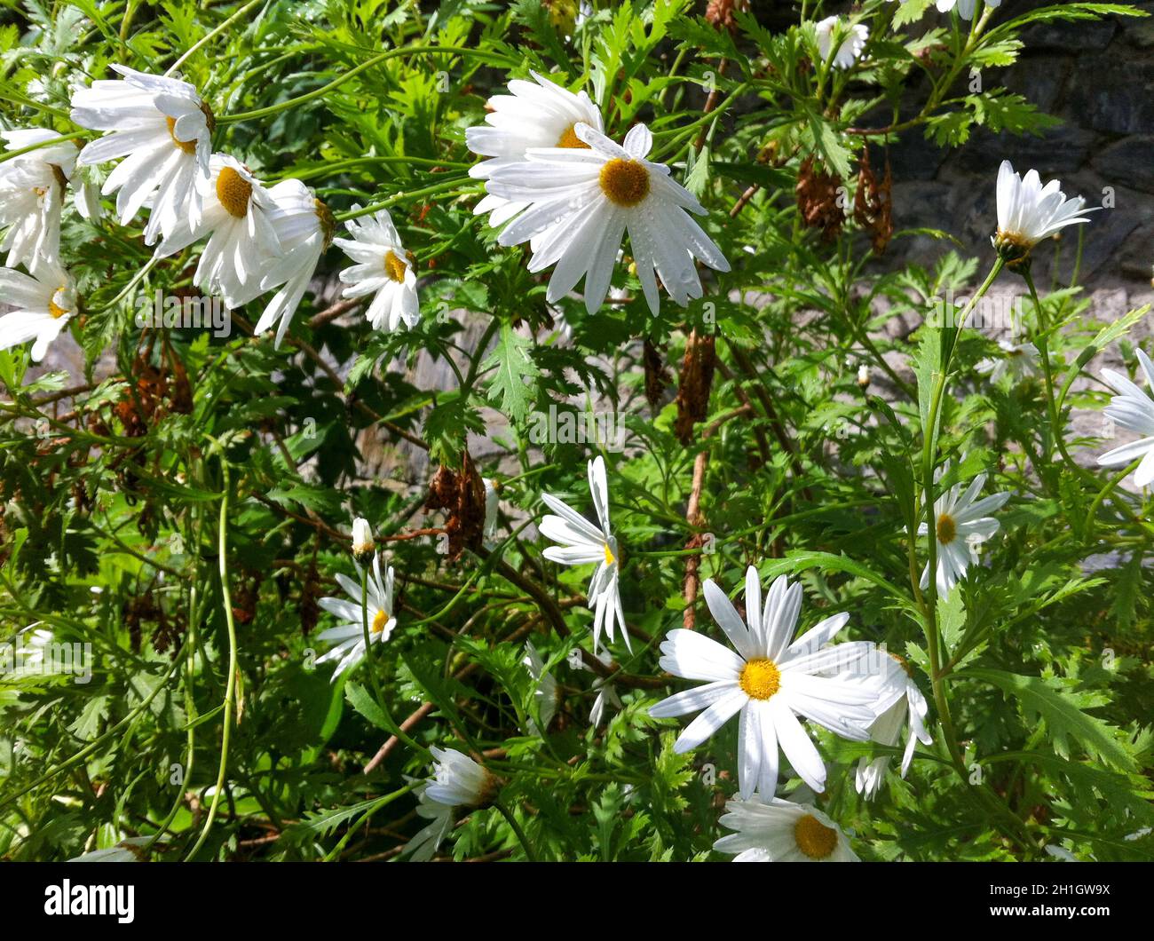Colorful flower of a garden plant Stock Photo - Alamy