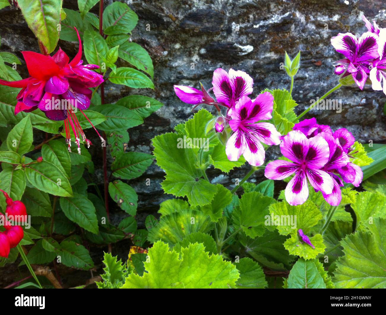 Colorful flower of a garden plant Stock Photo - Alamy