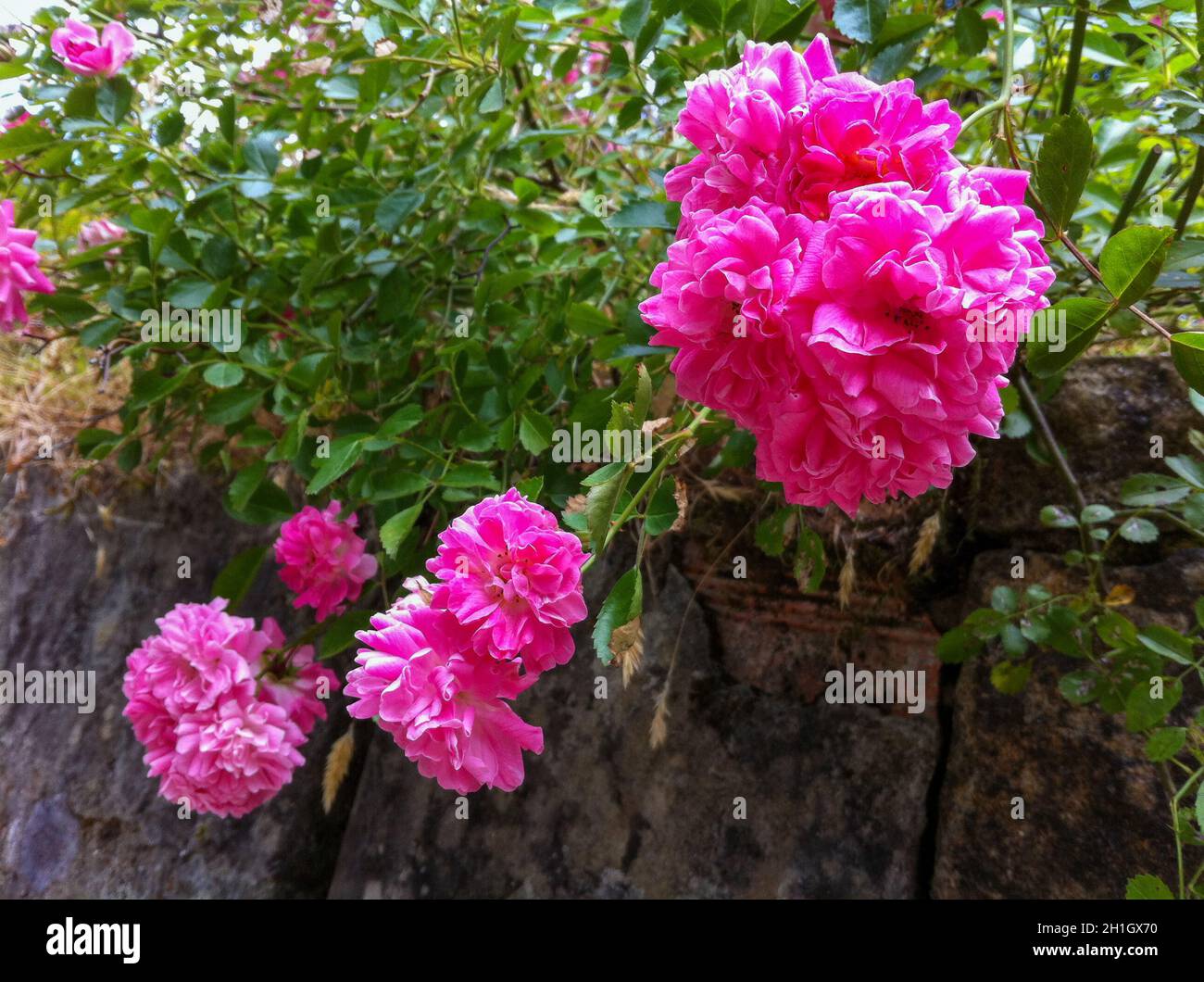Colorful flower of a garden plant Stock Photo - Alamy