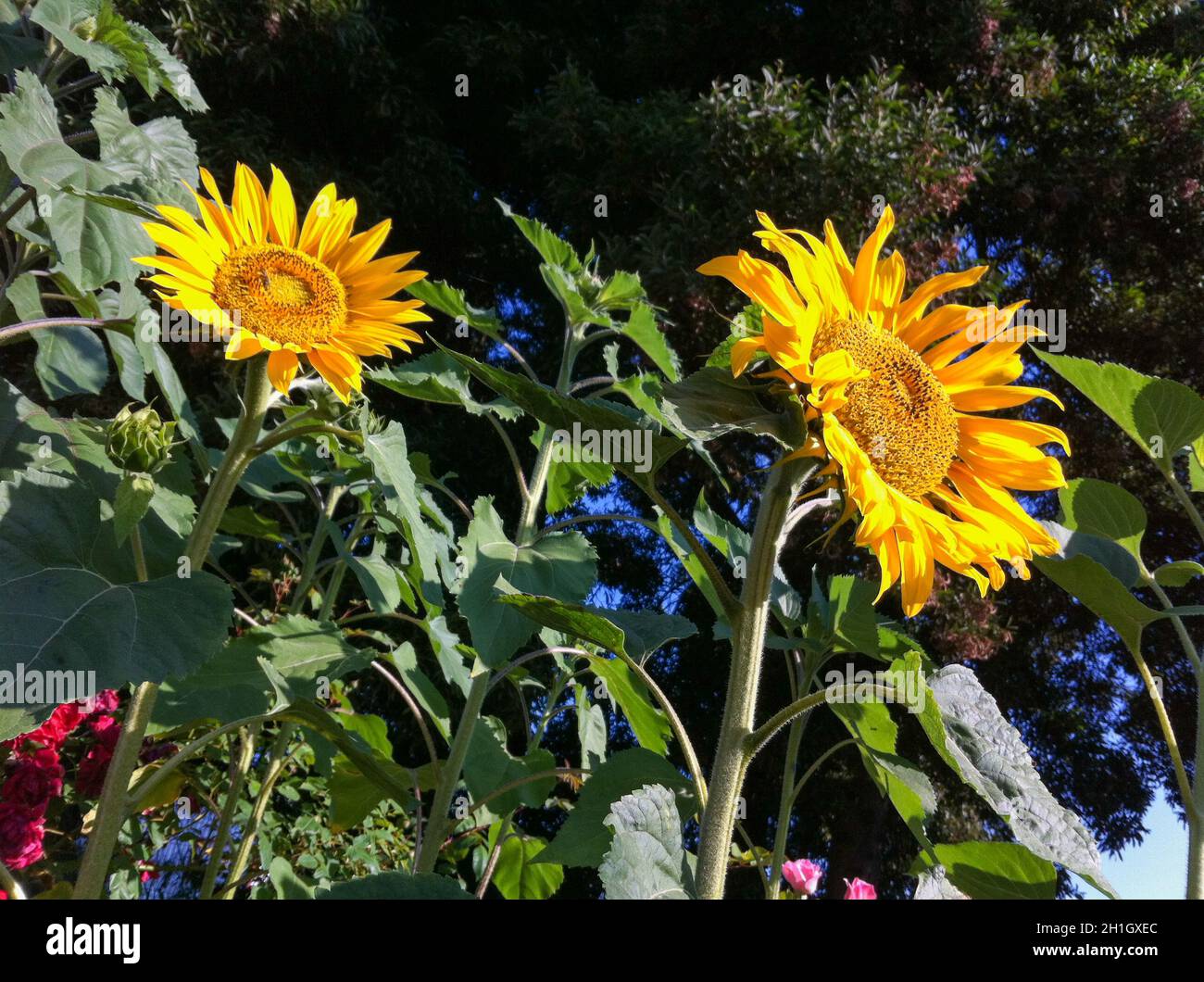 Colorful flower of a garden plant Stock Photo - Alamy